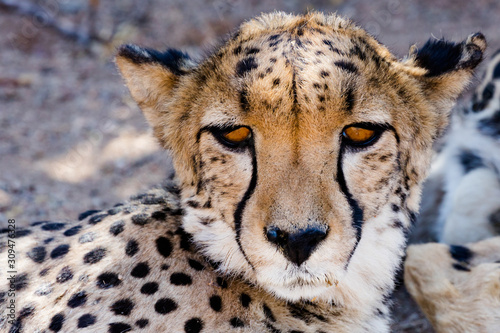 A Cheetah at a Cheetah Farm near Solitaire, a Small Town in Central Namibia