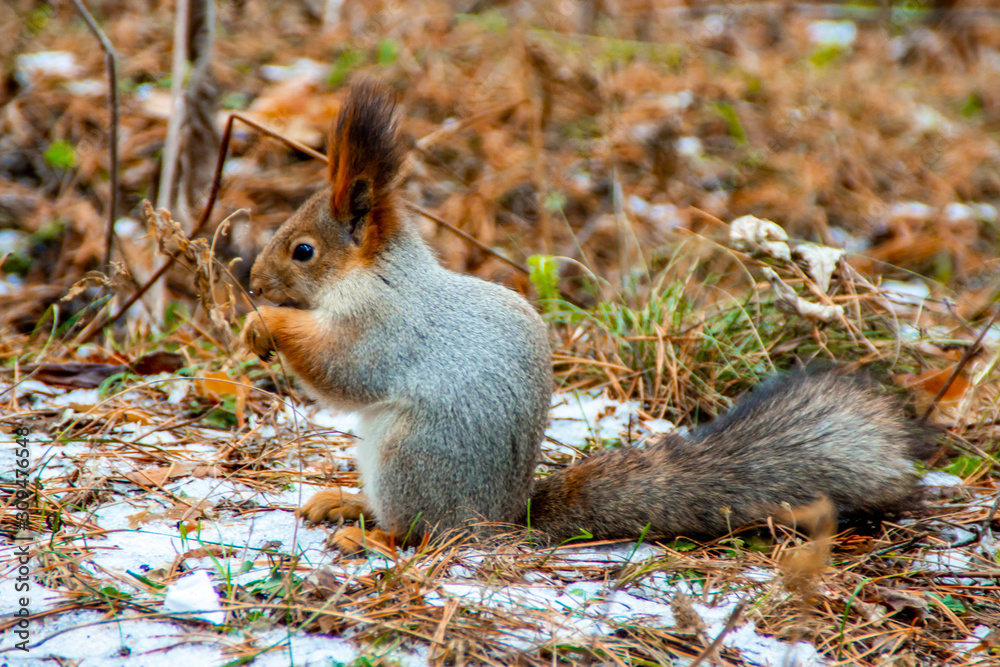 Squirrel in the forest Squirrel in the forest