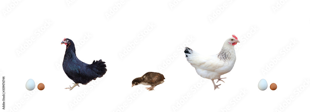Obraz premium oeufs , poussin ,poules, animaux de la basse cour