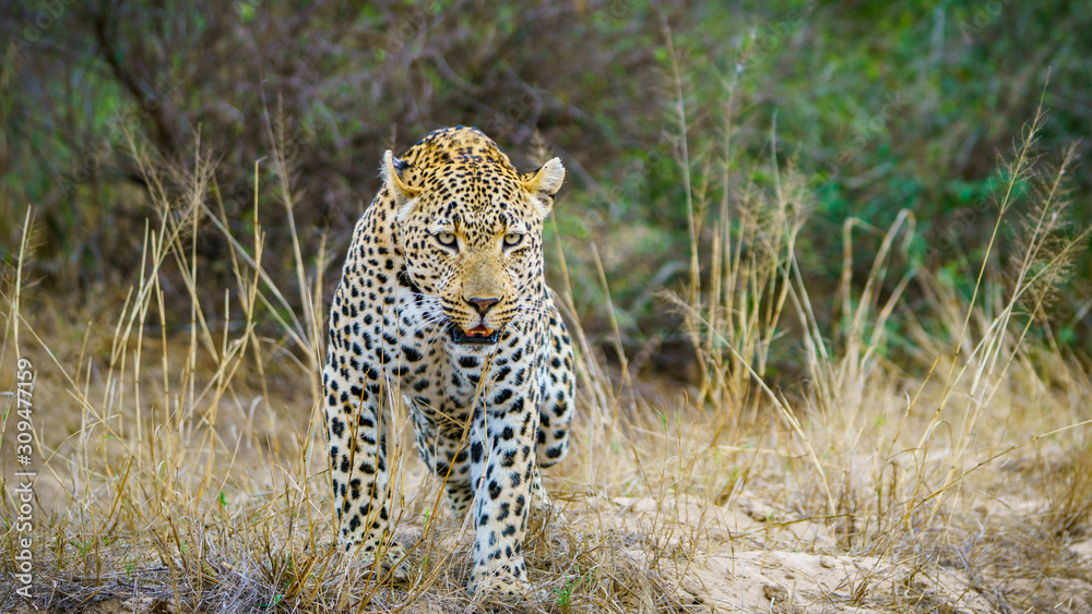 leopard in kruger national park, mpumalanga, south africa leopard in kruger national park, mpumalanga, south africa