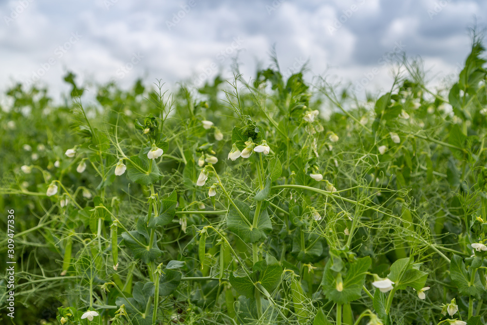 Blooming vegetable pea in the field Blooming vegetable pea in the field