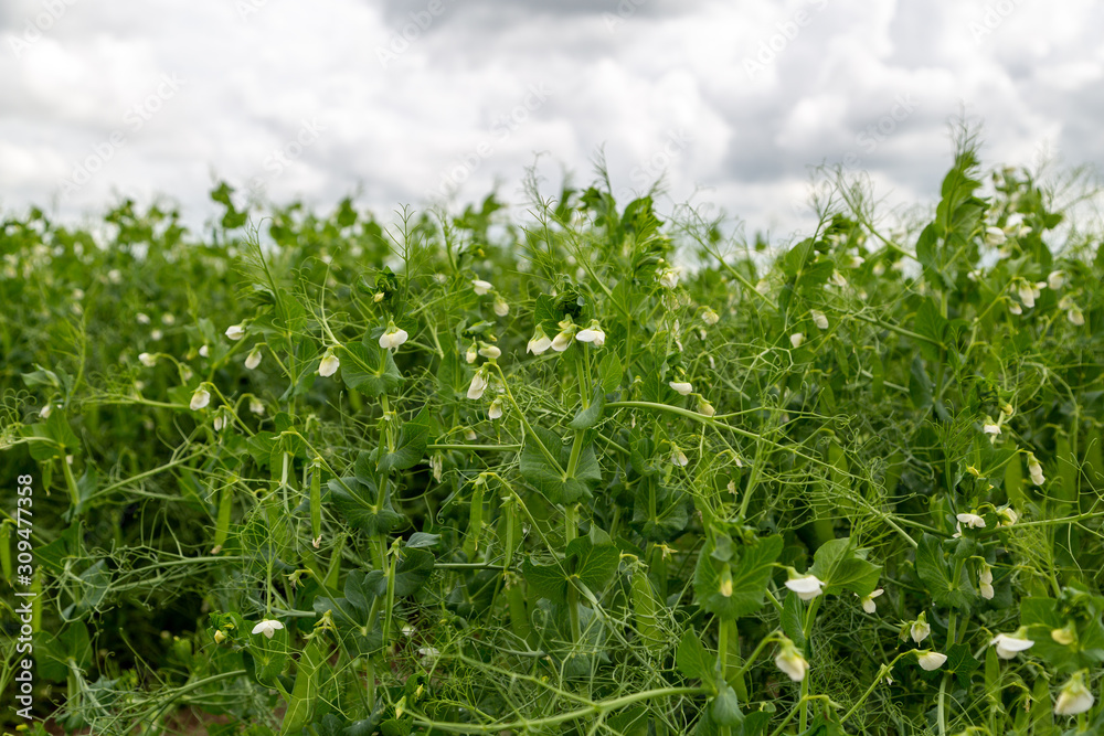 Blooming vegetable pea in the field Blooming vegetable pea in the field