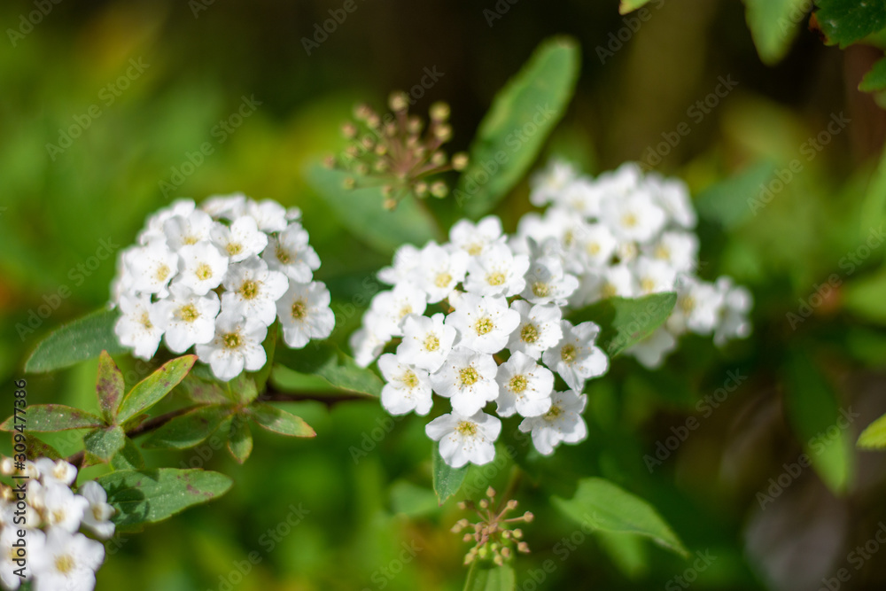 flowers in nature background