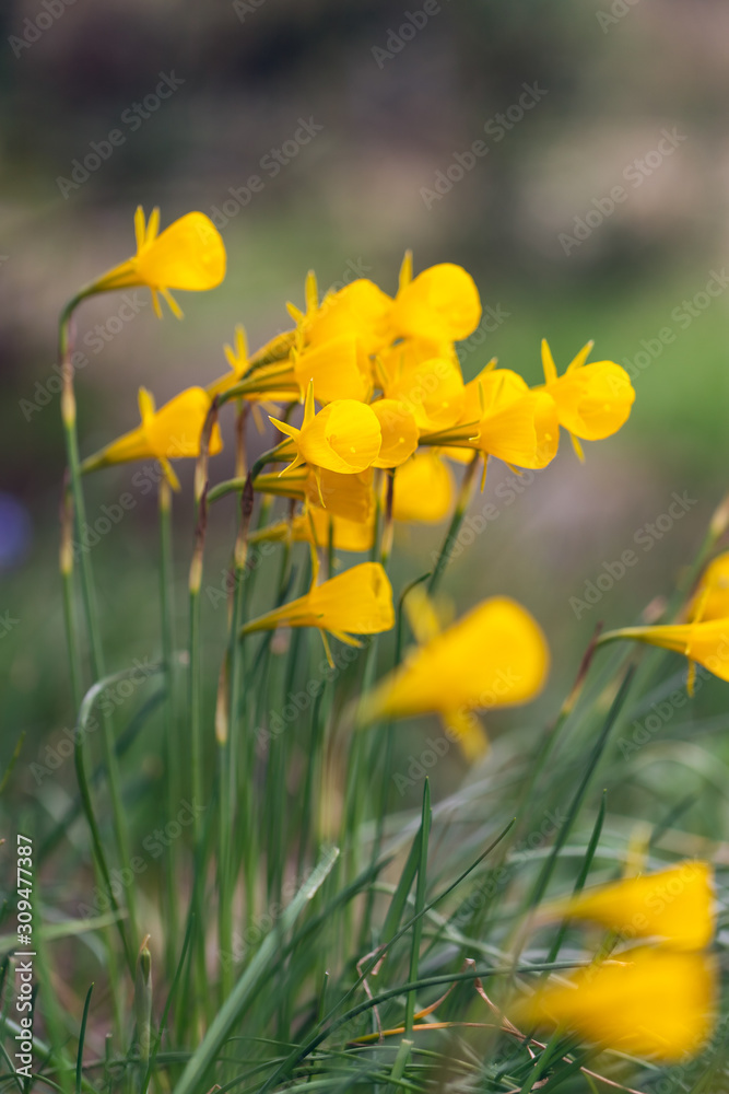 Obraz premium Narcissus bulbocodium (petticoat daffodil)