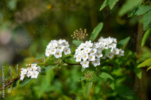 Fototapeta Naklejka Na Ścianę i Meble -  flowers in nature background