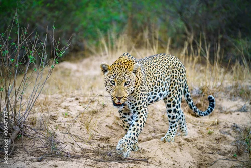 Fototapeta na wymiar leopard in kruger national park, mpumalanga, south africa