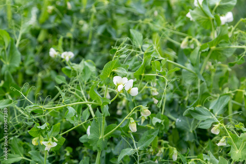 Blooming pea plants. Beautiful white flowers, green field background. 