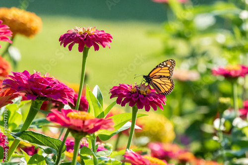 Photography Monarch Butterfly in Sunshine