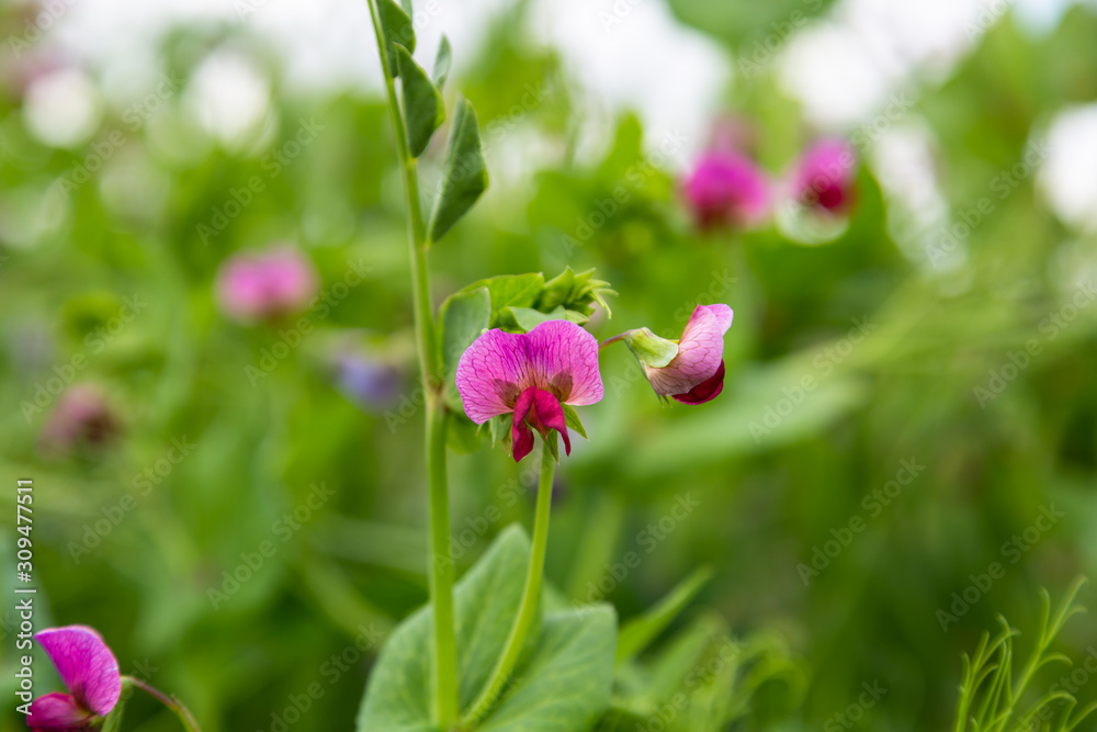 Blooming vegetable pea in the field Blooming vegetable pea in the field
