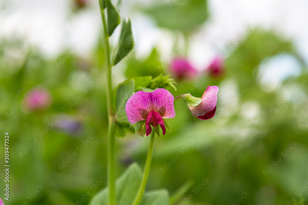 Blooming vegetable pea in the field Blooming vegetable pea in the field