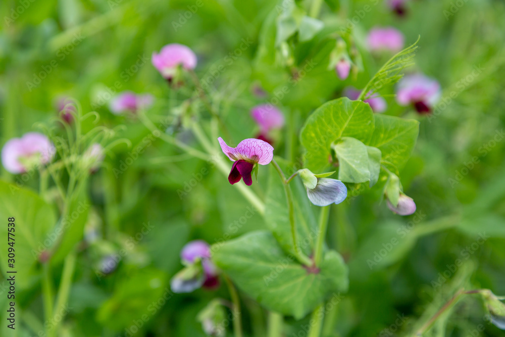 Blooming vegetable pea in the field Blooming vegetable pea in the field