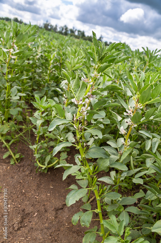 Broad Bean flowers and plant in the garden
