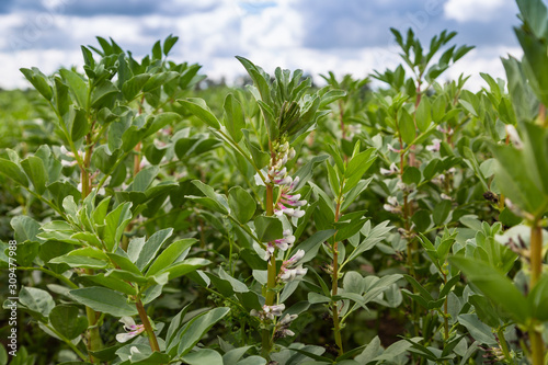 Broad Bean flowers and plant in the garden