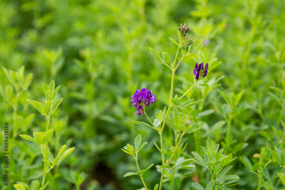 Alfalfa, Medicago sativa, also called lucerne, is a perennial flowering plant in the pea family. It is cultivated as an important forage crop in many countries around the world. Alfalfa, Medicago sativa, also called lucerne, is a perennial flowering plant in the pea family. It is cultivated as an important forage crop in many countries around the world.
