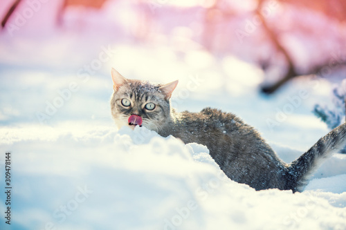 Photography Cat sitting in the deep snow in winter. Cat walking outdoors