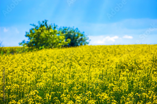 Field with yellow rapeseed flowers and tree in distance on blue sky background_