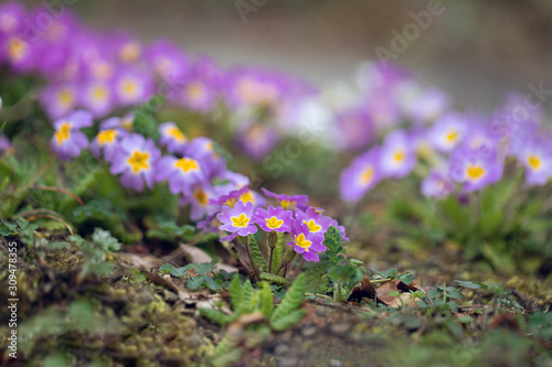 Primula vulgaris (primrose) © Für Immer und Ewig