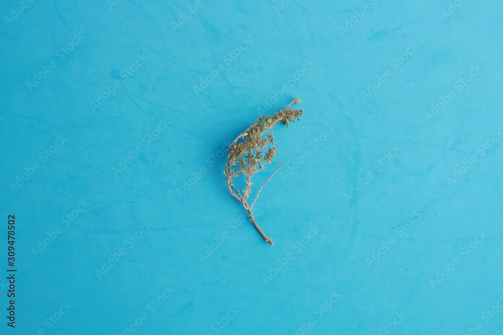 Obraz premium thyme branch on colorful background