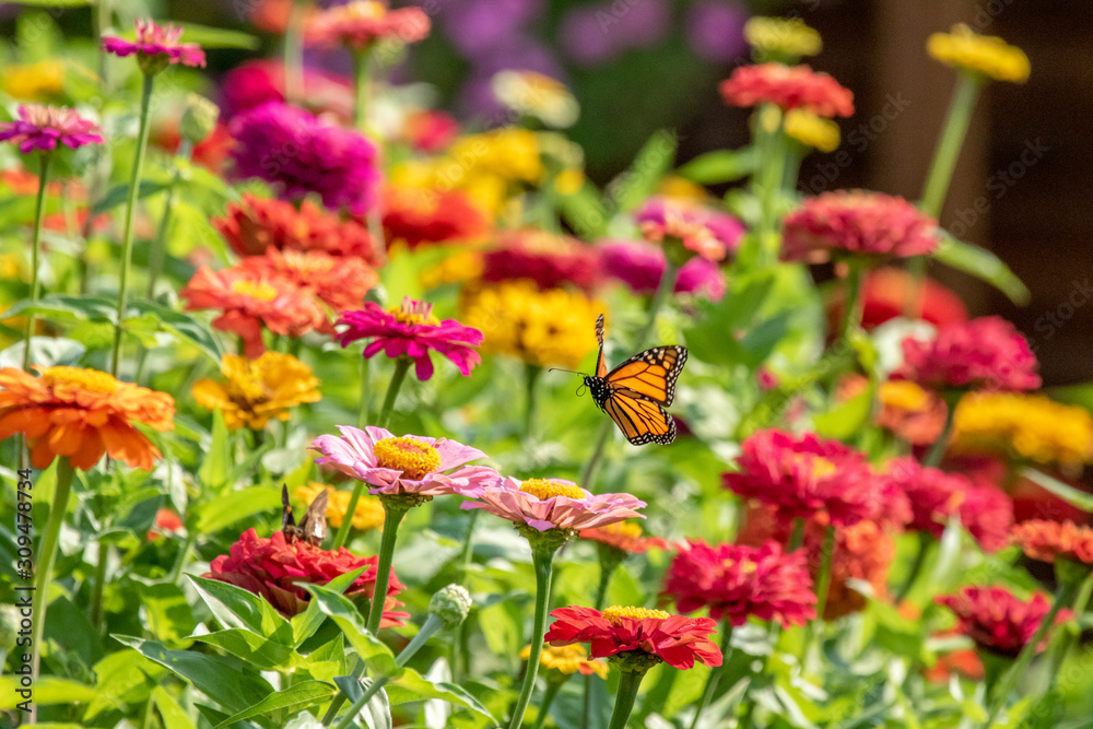 Monarch Butterfly Flying over Garden Monarch Butterfly Flying over Garden