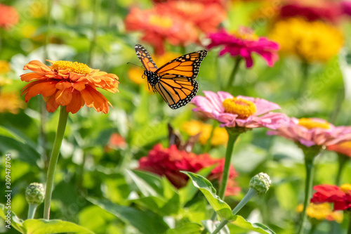 Monarch Butterfly Flying over Garden © Melody Mellinger
