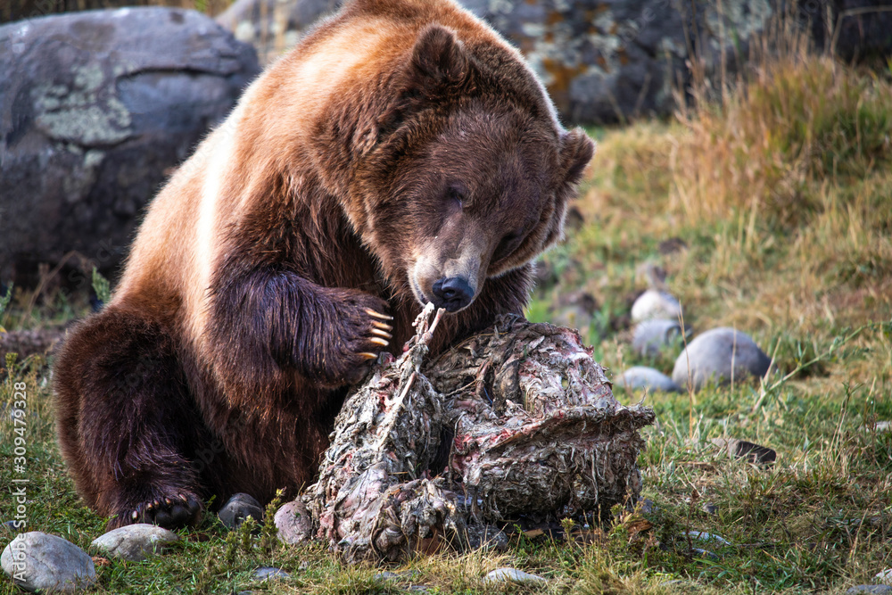 Fototapeta premium Grizzly Bear Eating Elk Carcass - Yellowstone, National Park