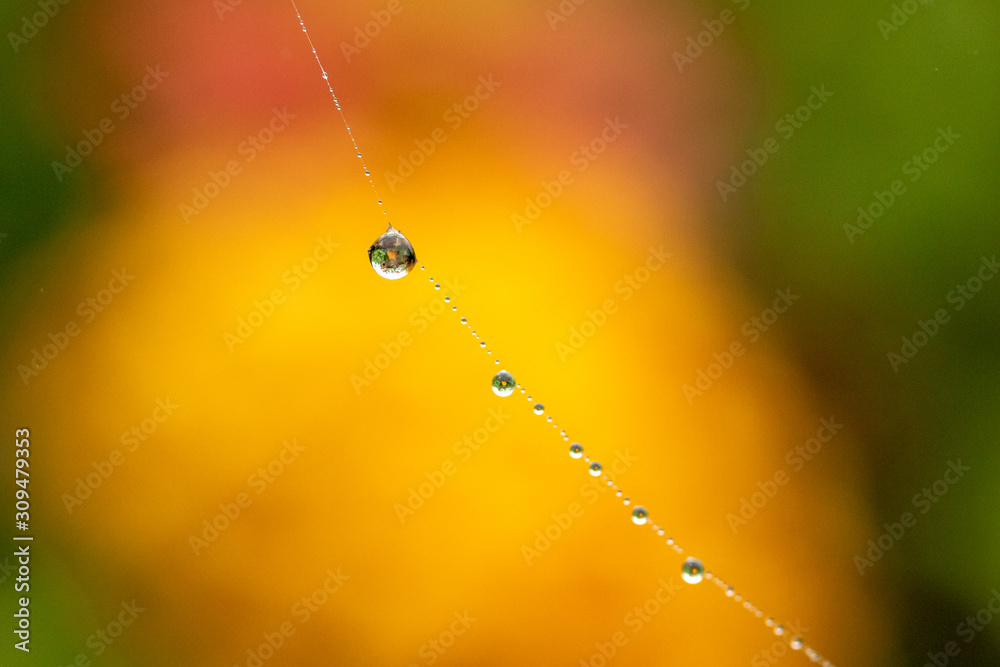 Water Drops on a Spider's Web Water Drops on a Spider's Web