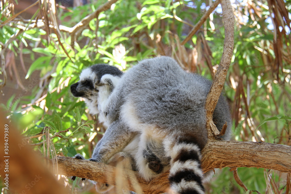 lemur on a tree lemur on a tree