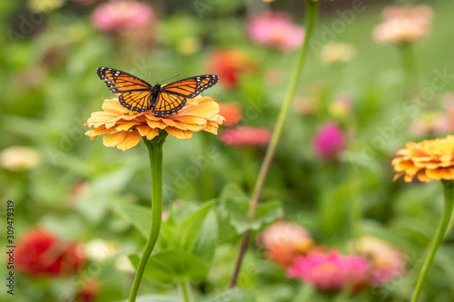 Viceroy Butterfly