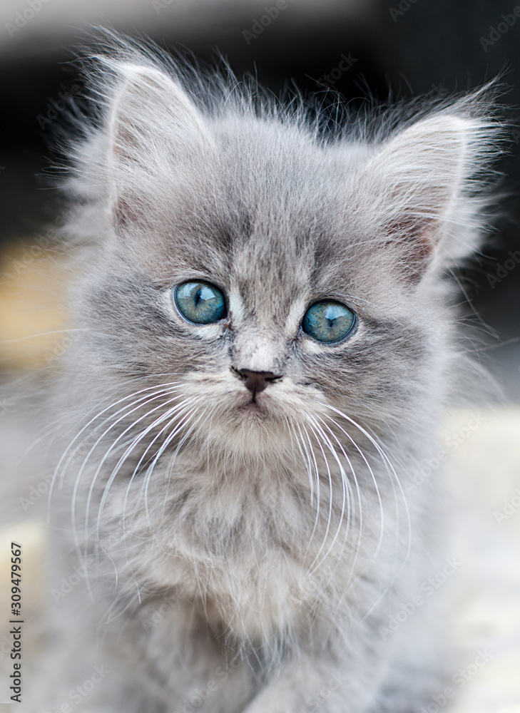 Grey kitten close up