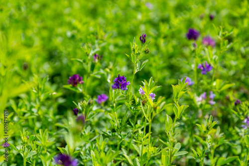 Alfalfa, Medicago sativa, also called lucerne, is a perennial flowering plant in the pea family. It is cultivated as an important forage crop in many countries around the world.