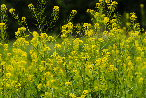 Flowering plants  Rape plant in spring against a nature background  Many yellow flowers