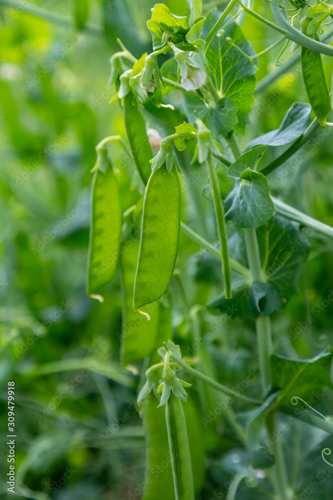 Fototapeta premium View of semitransparent maturing pea pods on the stem 