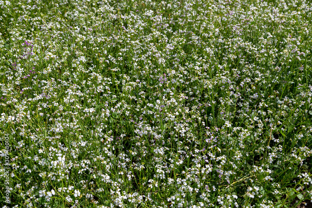cover crops oil radish (Raphanus seradella the var. plants) in white on a field cover crops oil radish (Raphanus seradella the var. plants) in white on a field