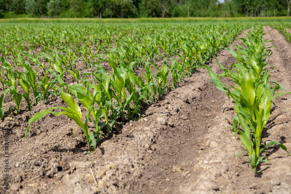 rows of young plants in a field rows of young plants in a field