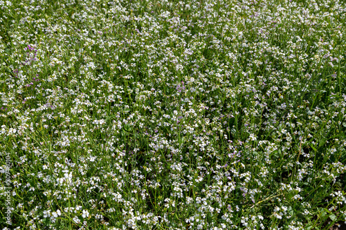 cover crops oil radish (Raphanus seradella the var. plants) in white on a field