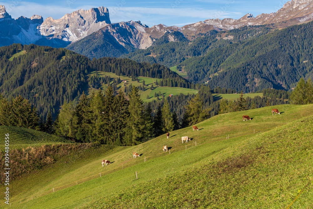 Pastures around the Italian town of La Vall Tolpei in the Dolomites. It is sunny autumn weather and in the background are mountains and blue sky. Cows graze on pastures.