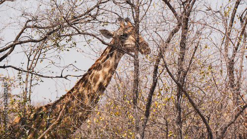 Giraffe behind the branches of a tree © Hannes