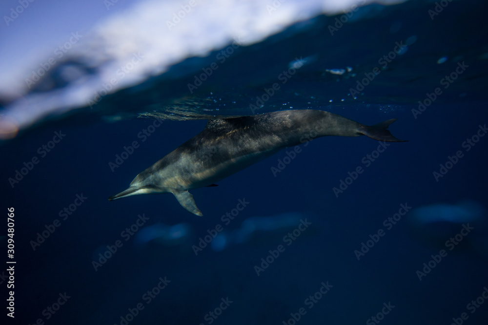 dolphin in ocean