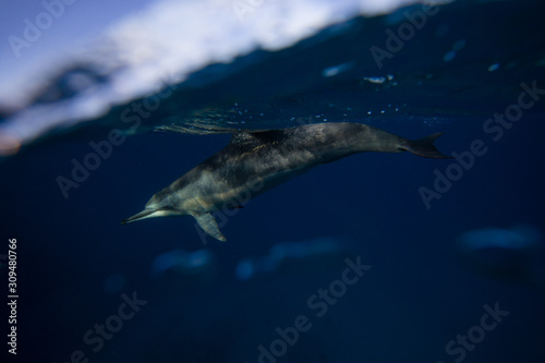 dolphin in ocean © Giuseppe