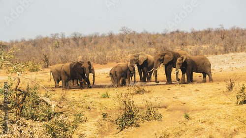 herd of elephants on the plains