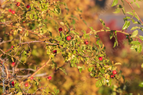 Rosehip shrub by the rising sun