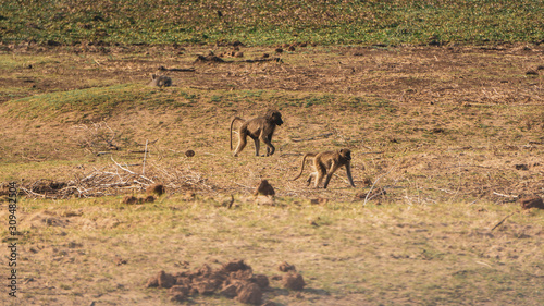 kudu in south africa