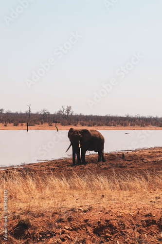 Photography elephant in soutrh africa