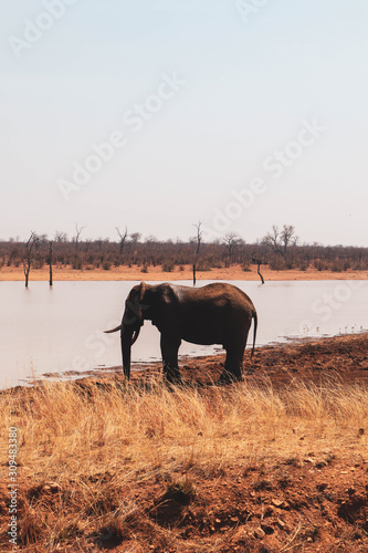 Canvas Print elephant in soutrh africa