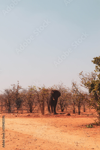 elephant on a dirt road between the trees