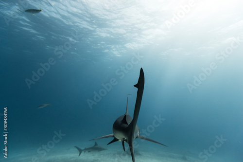 diver and sharks