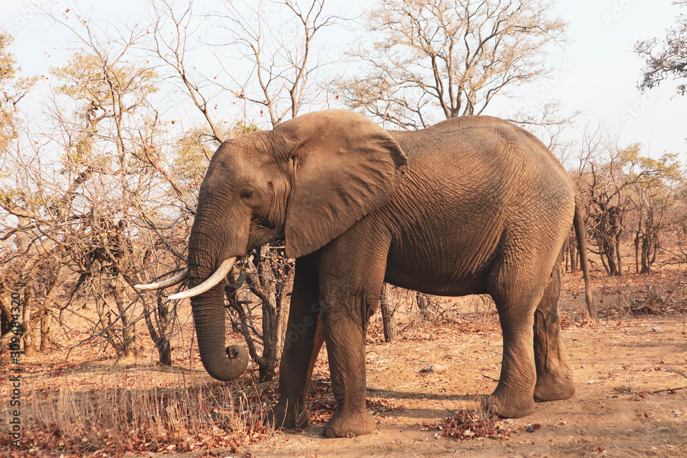 Fototapeta premium elephant in the wild