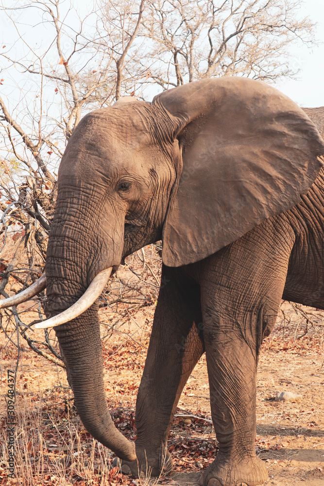 Obraz premium elephant in the wild