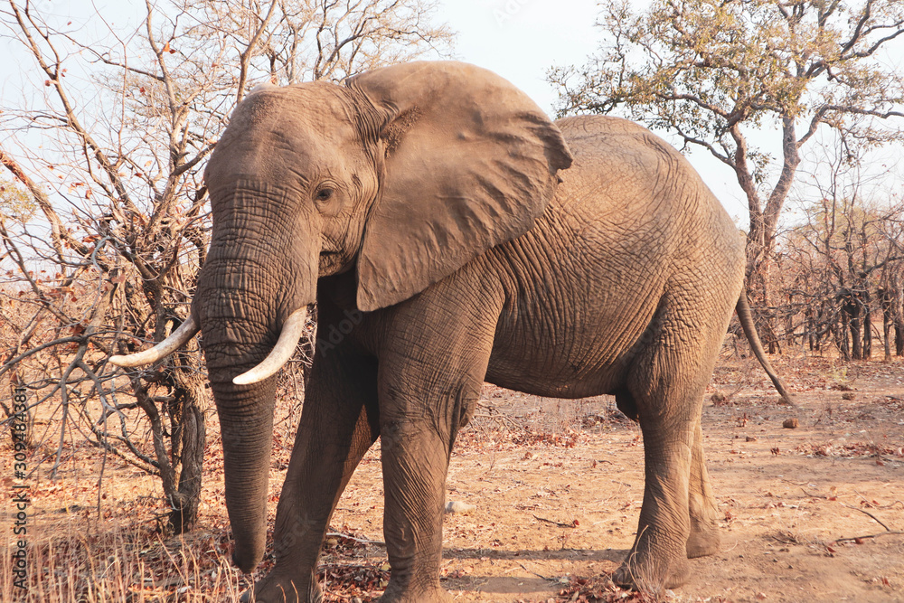 elephant in the wild