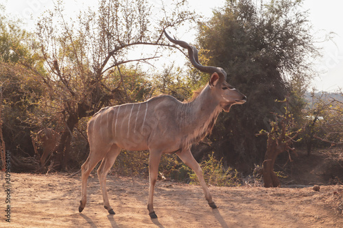 kudu in Kruger in africa